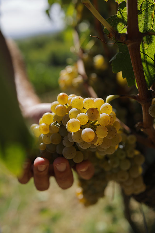 Grappolo di vernaccia