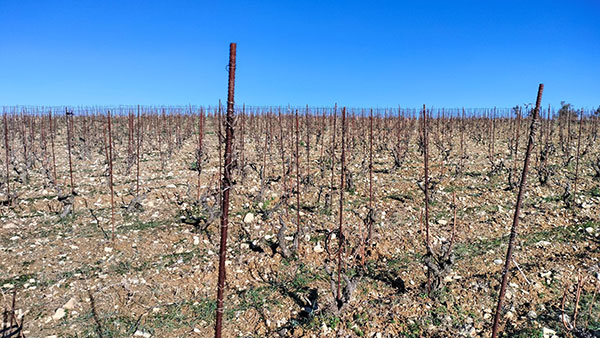 Vigneto Giovanna Morganti