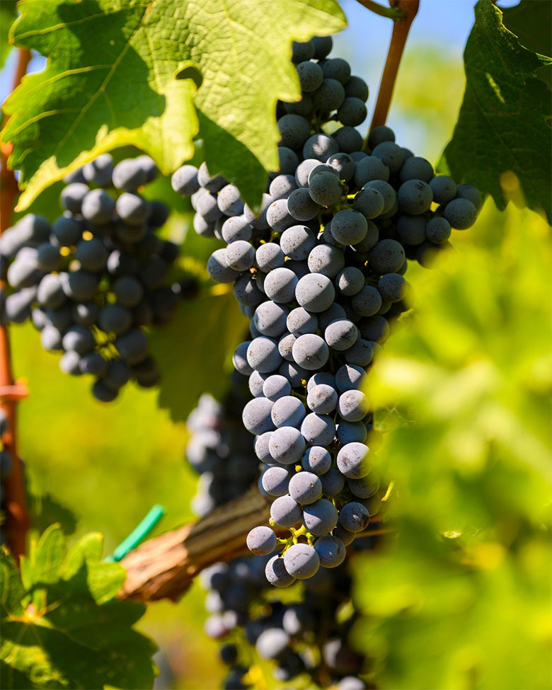 Terre d'Aenòr, pinot nero