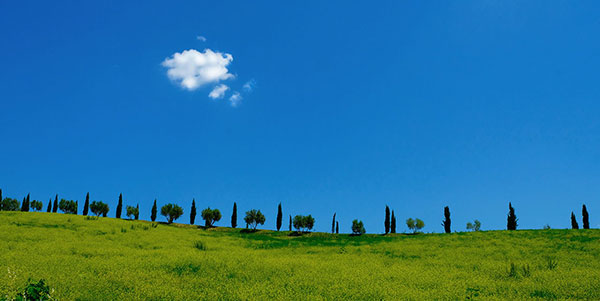 I cipressi di Tenute Muròla