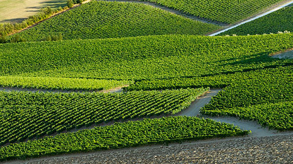 Tenute Muròla - Vigna Vore