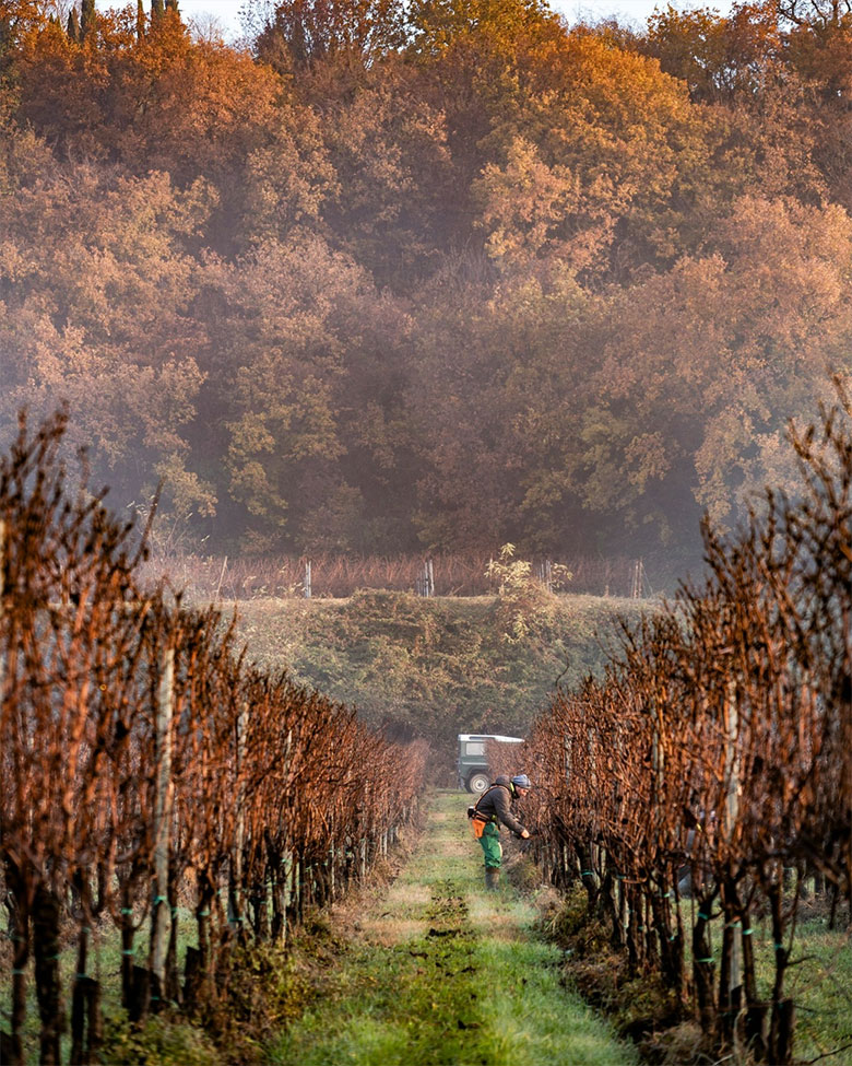 Terre d'Aenòr, tra i filari
