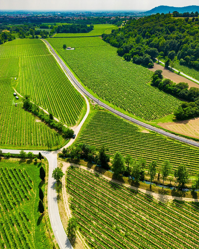 Terre d'Aenòr, vigneti