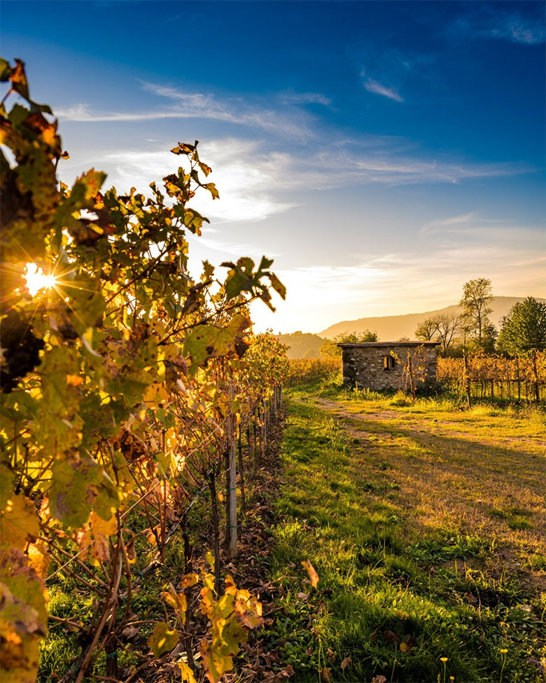 Terre d'Aenòr, vigneti