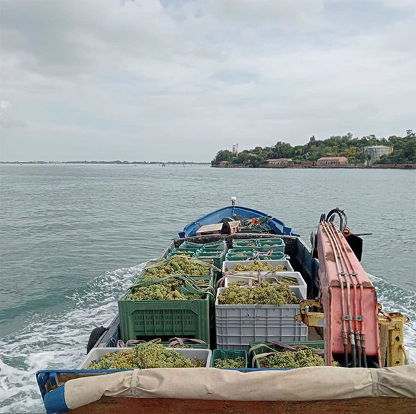 Il trasporto dell'uva dopo la vendemmia