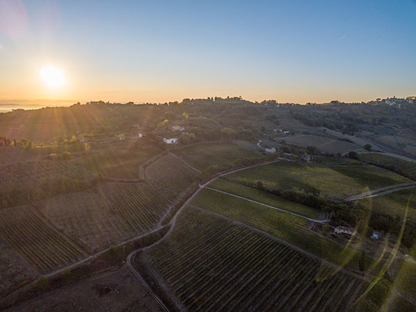 Vigneti Fattoria della Talosa