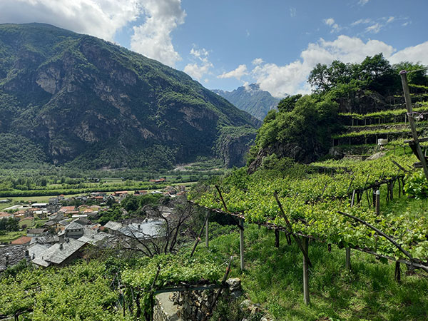 Panorama sui vigneti di Carema
