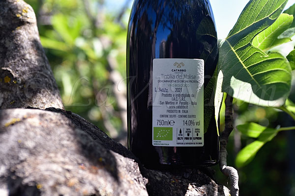 Tintilia del Molise In Anfora 2021 Catabbo