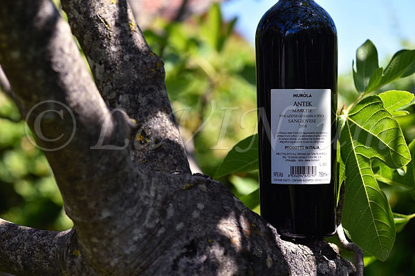 Sangiovese Antek 2018 Tenute Muròla