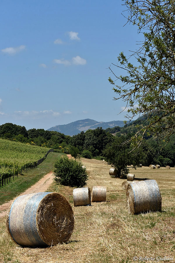 Le balle di fieno nella Tenuta Antoniana