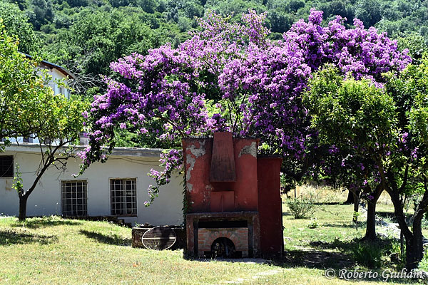 Bouganville alla Tenuta Antoniana
