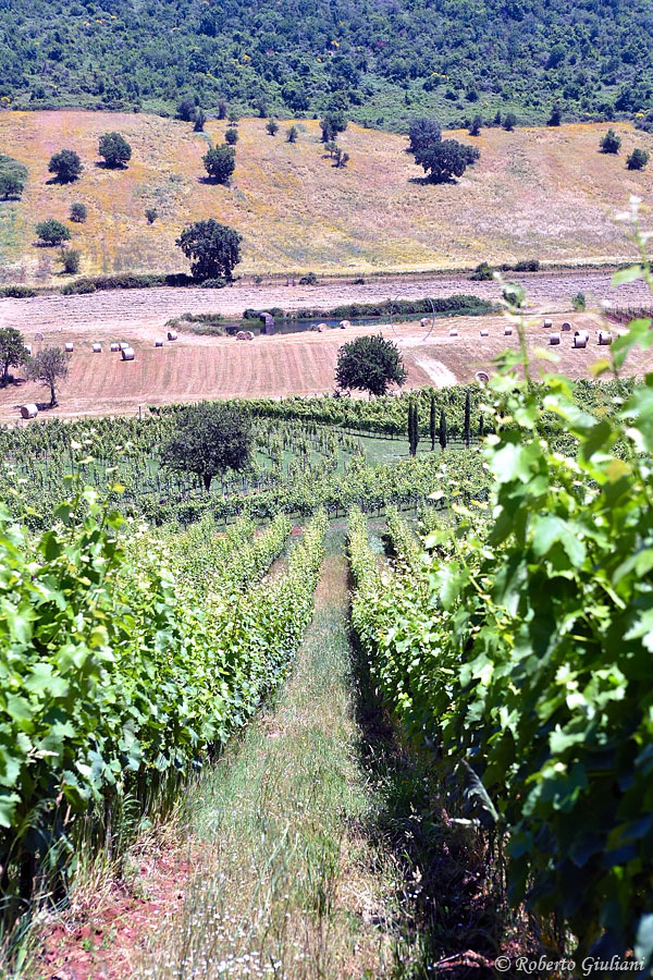 Il labirinto tra le vigne