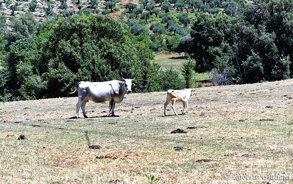 Le mucche marchigiane
