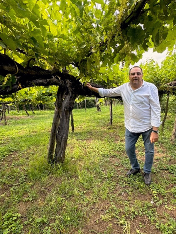 Filippo Colandrea della Cantina del Taburno e una vite centenaria