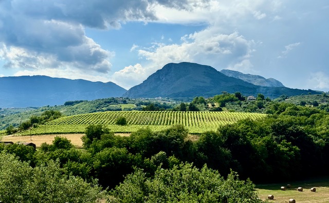 Vigneti a Foglianise