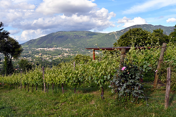 Vigneto azienda Villa Raiano