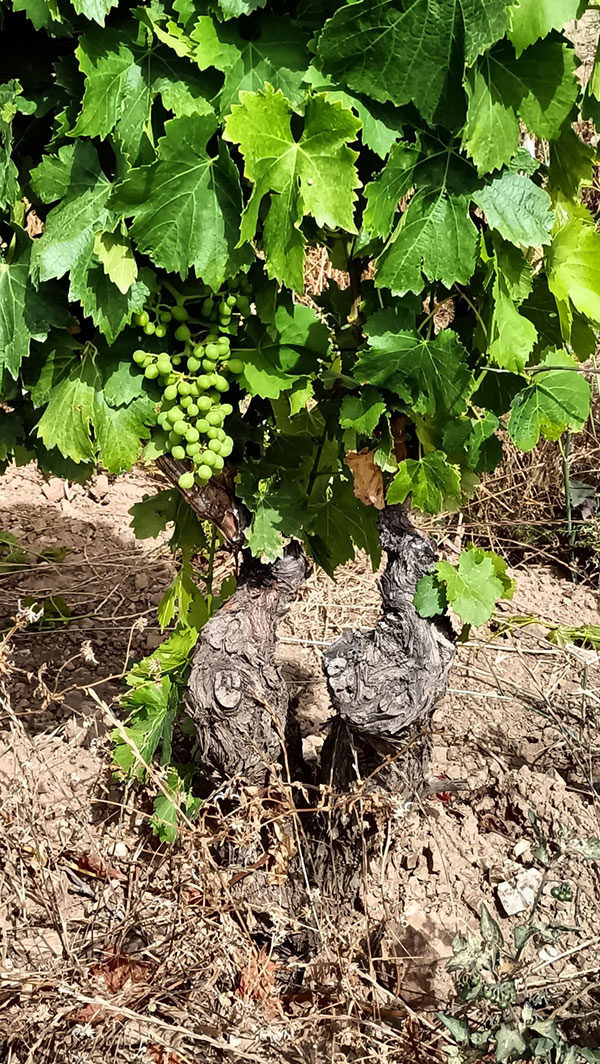 Antichi Poderi Jerzu, vigneto ad alberello