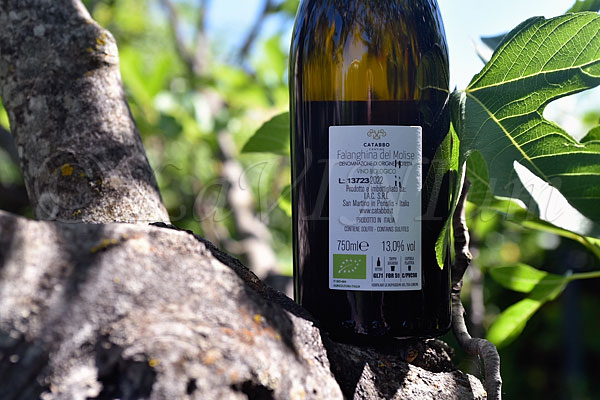 Falanghina del Molise in Anfora 2022 Catabbo