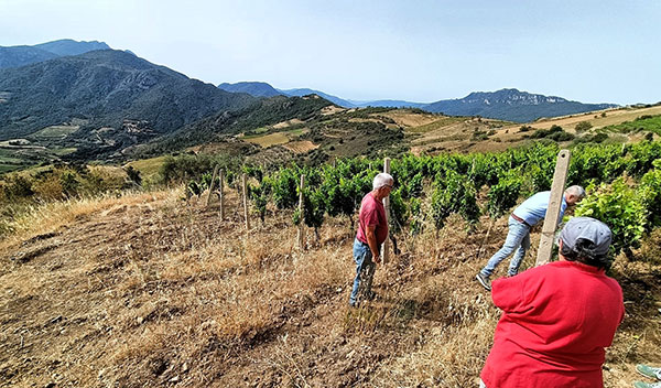 Lavori in vigna agli Antichi Poderi Jerzu