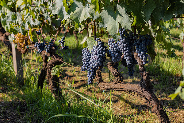 Terra Costantino - Le uve a bacca nera