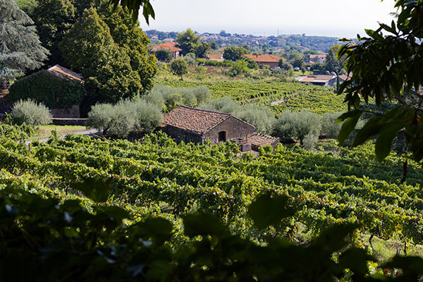Terra Costantino - Panorama dai vigneti