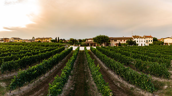 Vigneti Cascina Maddalena