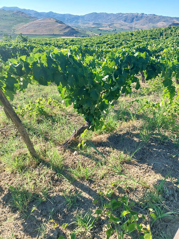 Vigneti azienda 'A Vita