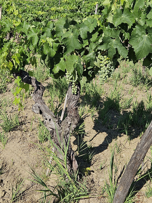 Vigneti azienda 'A Vita