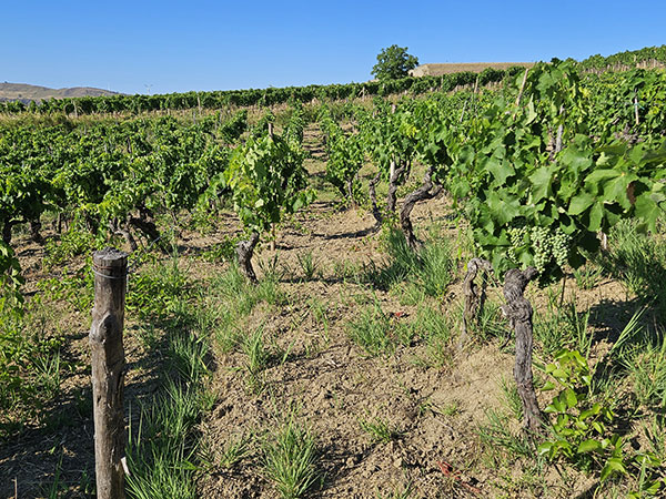 Vigneti azienda 'A Vita