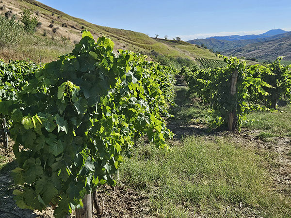 Vigneti azienda 'A Vita