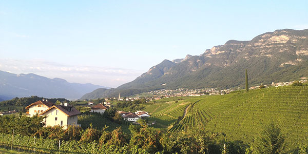 Vigneti in Alto Adige