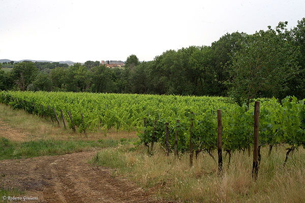 vigneti Poderi Boscarelli