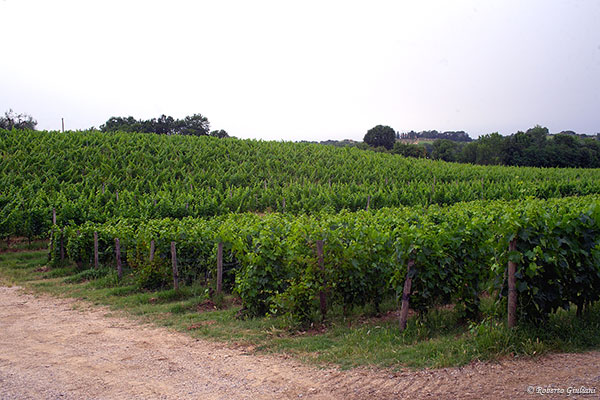 vigneti Poderi Boscarelli