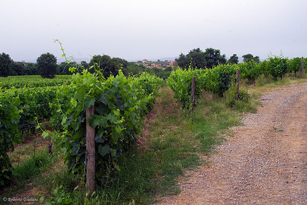 vigneti Poderi Boscarelli