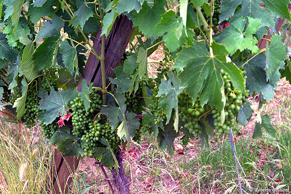 grappoli Poderi Boscarelli