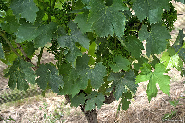 Podere Forte grappoli