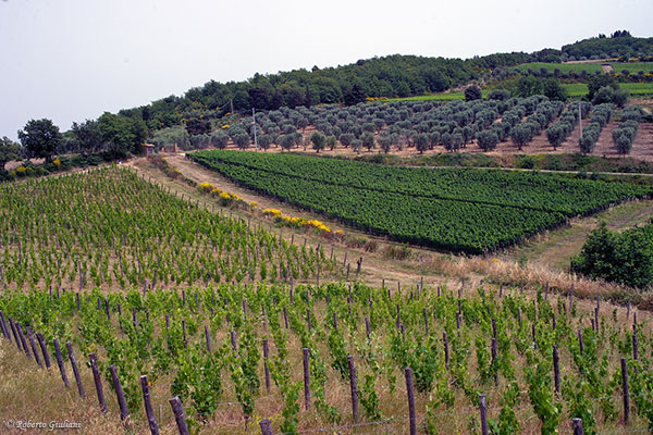 Podere Forte vigne
