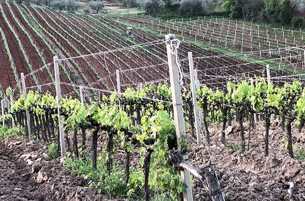 Vigneto azienda Provveditore