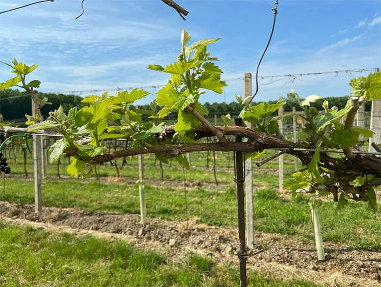 Tommaso Tobia Zucchi vigna