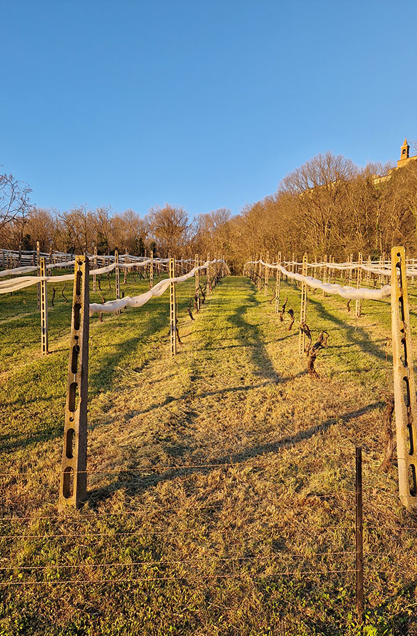 Vigneto Sacrafamilia
