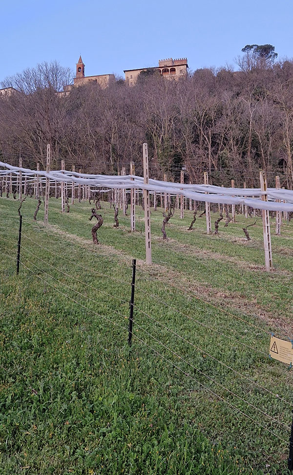 Vigneto sotto al Castello di Nazzano