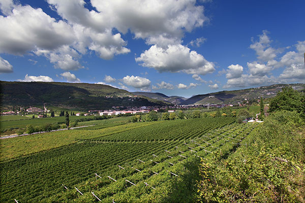Cantine di Verona vigneti