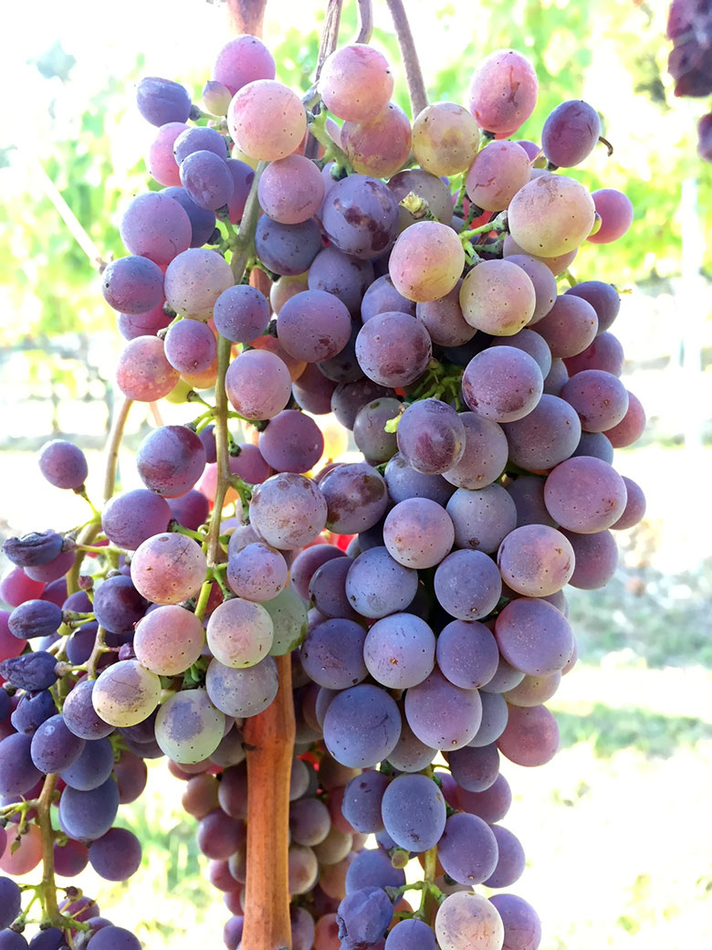 Uva Fattoria Il Capitano