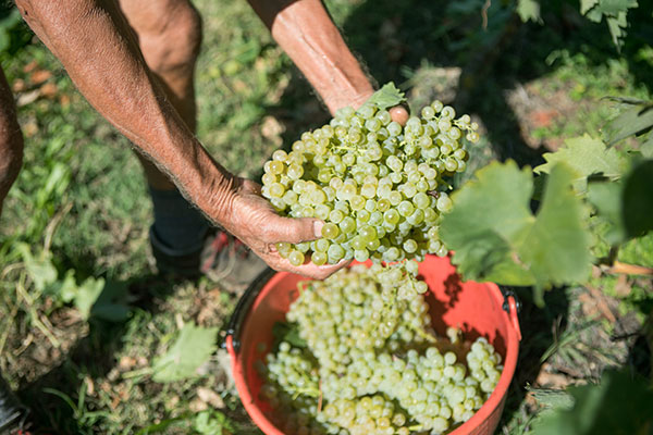 Cantine di Verona vendemmia
