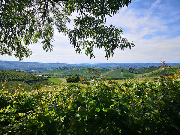 Vigneti Giovanni Abrigo