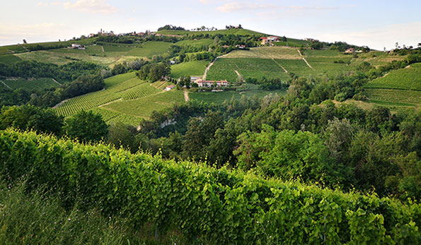 Vigneti Giovanni Abrigo