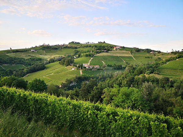 Vigneti Giovanni Abrigo