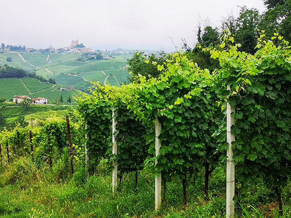 Vigneti Monchiero