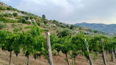 Corte Laureana vigneto