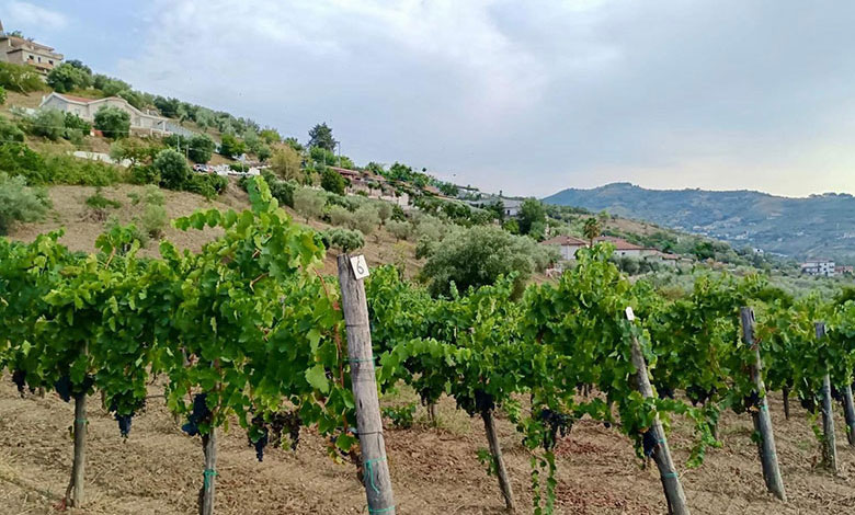 Corte Laureana vigneto